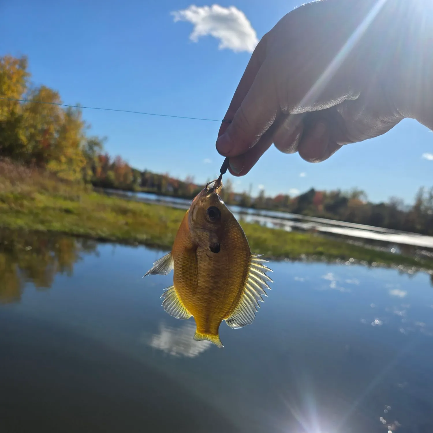 Bluegill caught on Fishbrain
