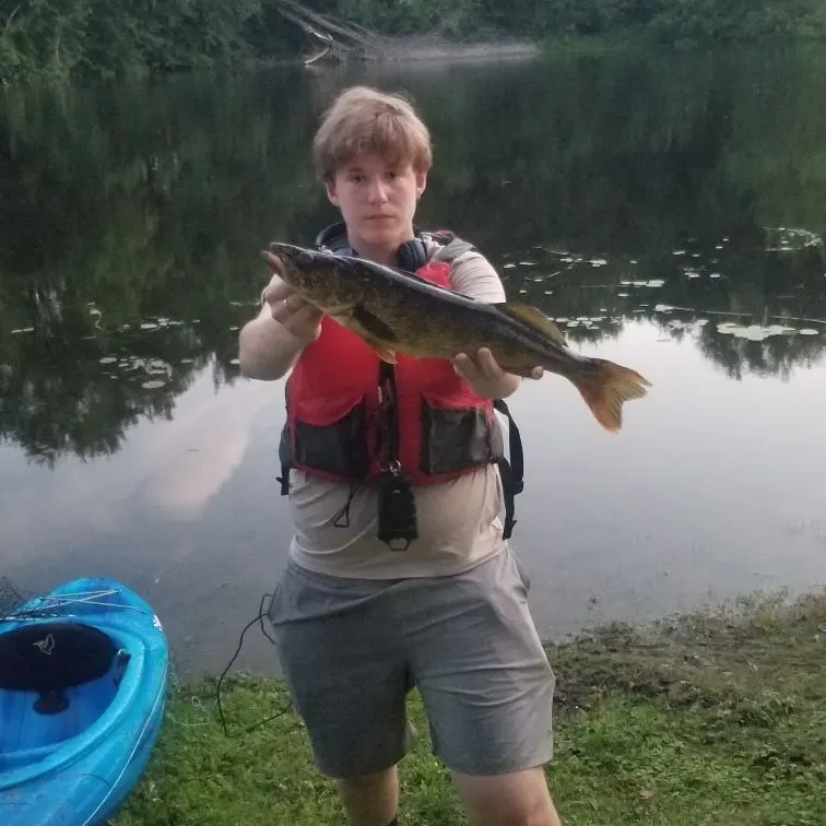 Walleye caught on Fishbrain
