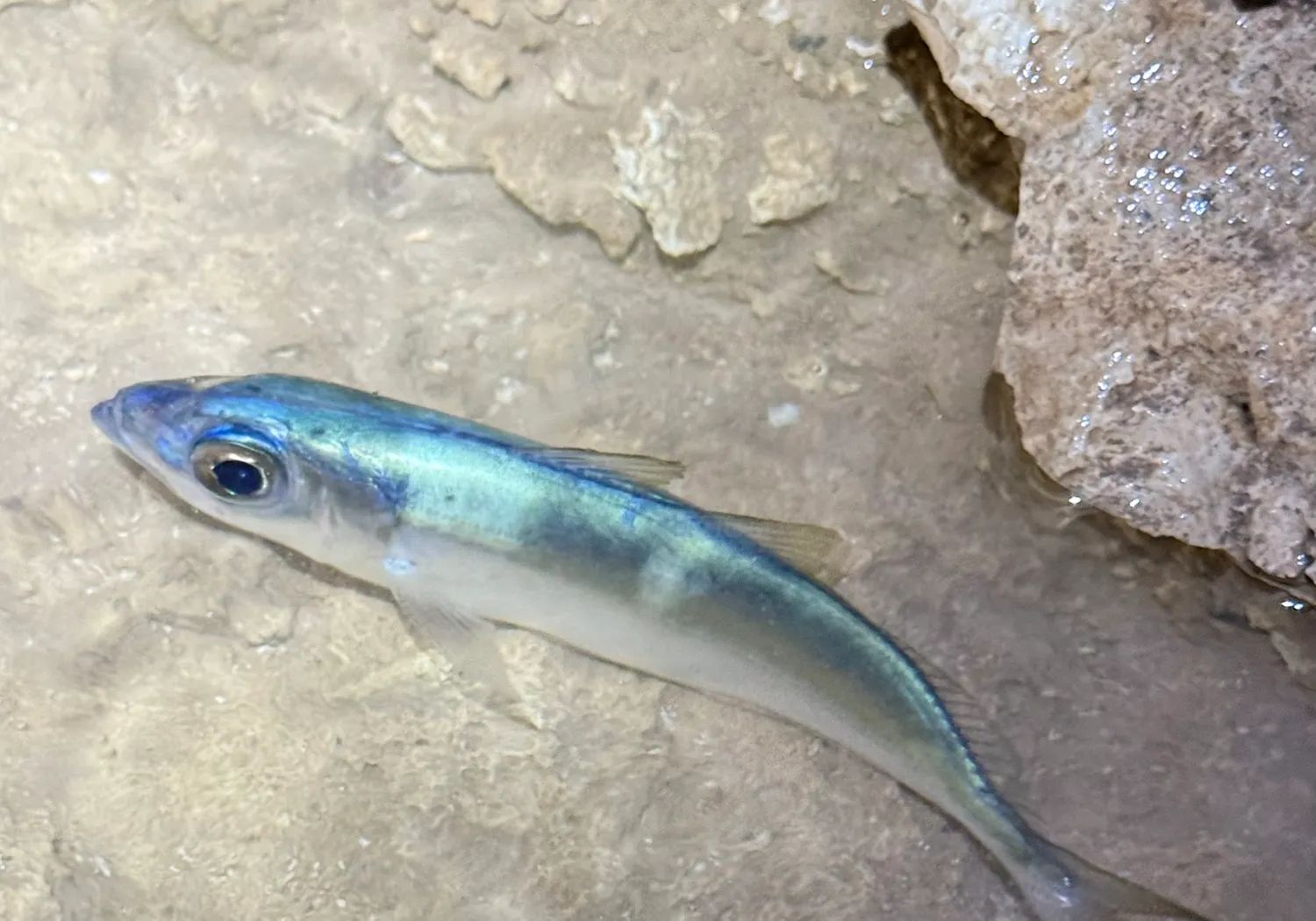 Atlantic horse mackerel