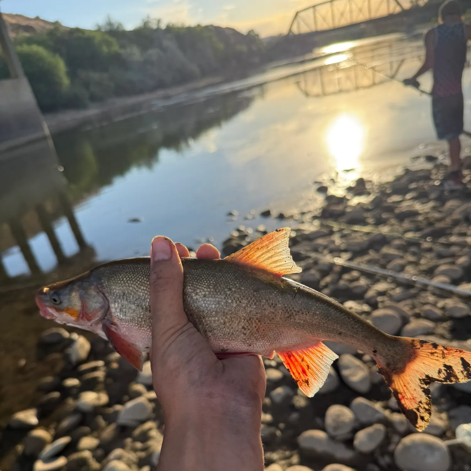 The most recent Roundtail chub catches on Fishbrain