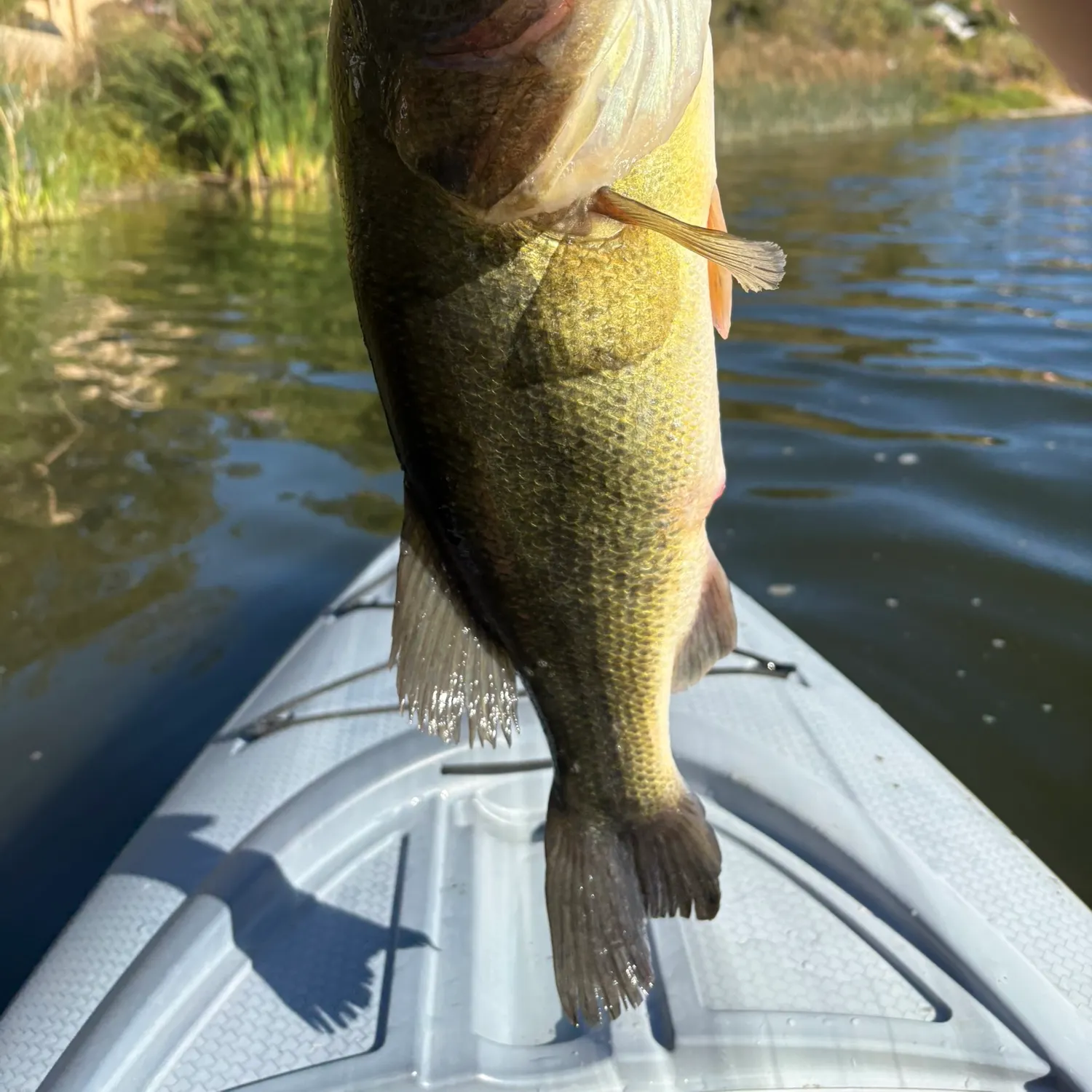 Fish caught on Fishbrain
