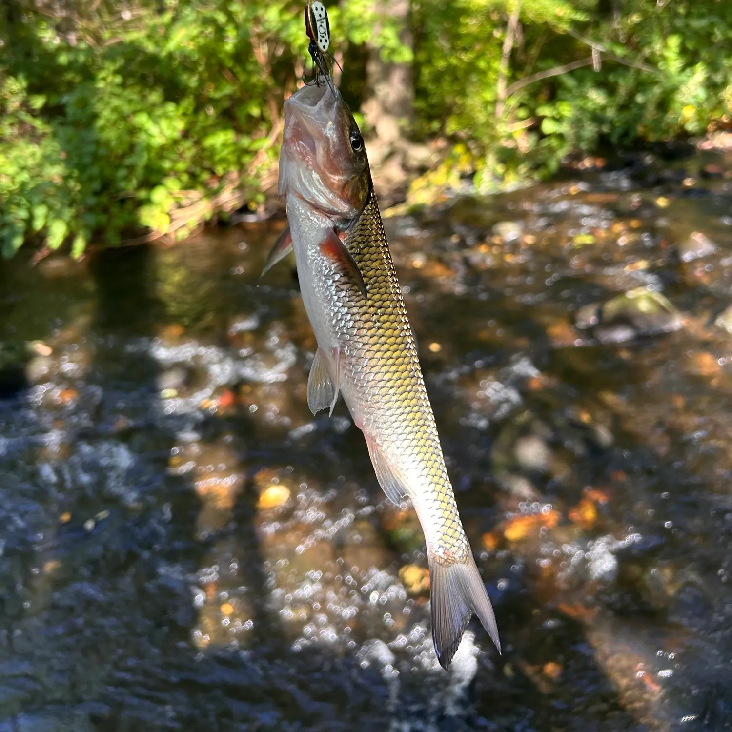 Fallfish caught on Fishbrain