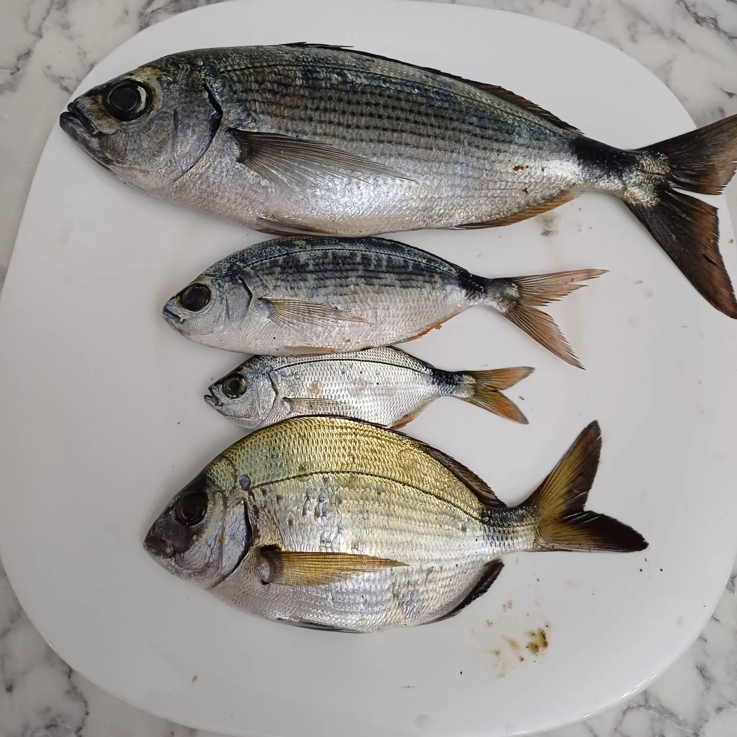 The most recent Saddled seabream catches on Fishbrain