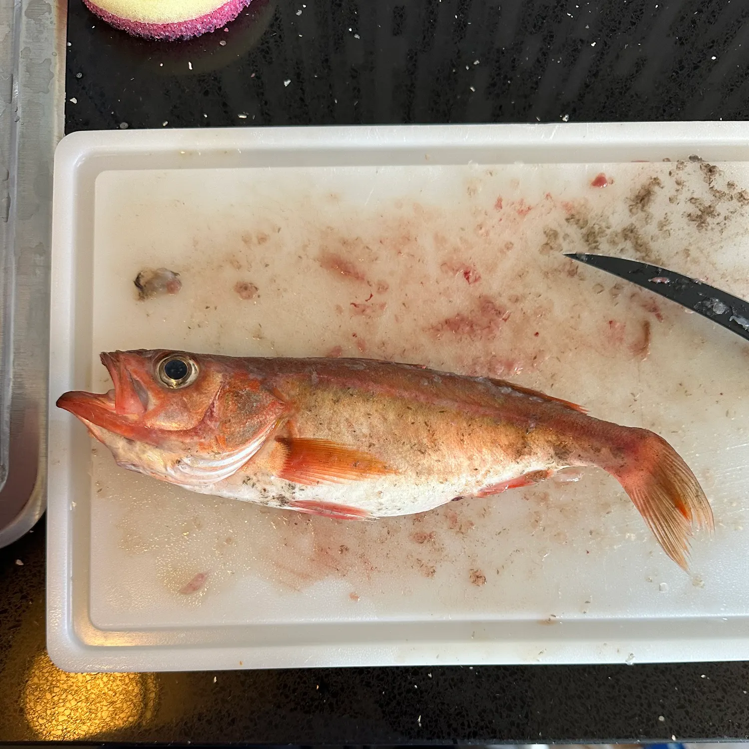The most recent Chilipepper catches on Fishbrain