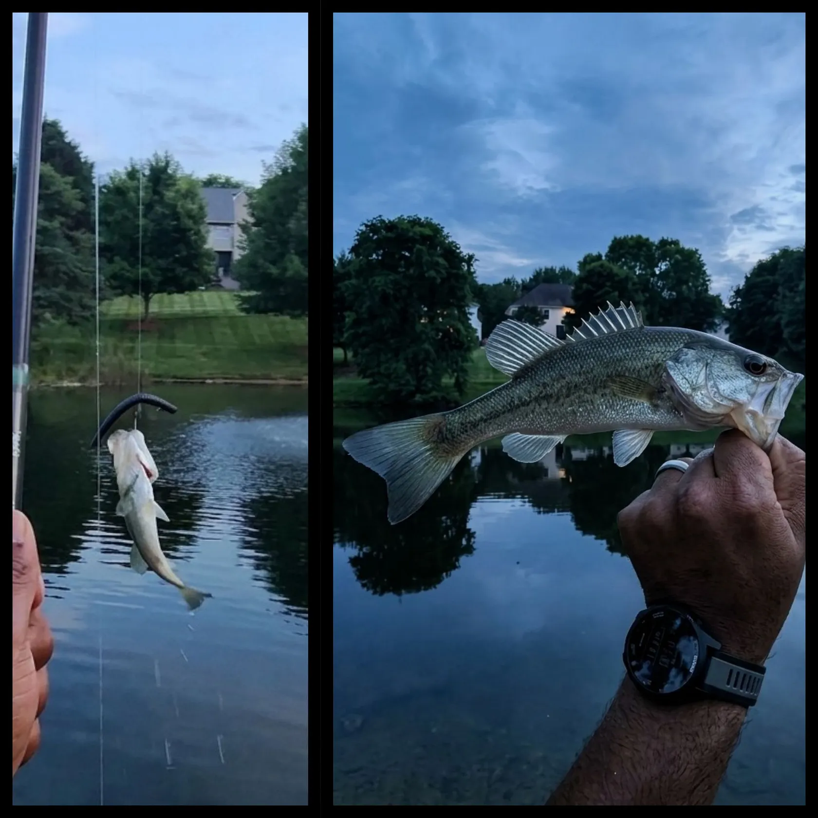 recently logged catches