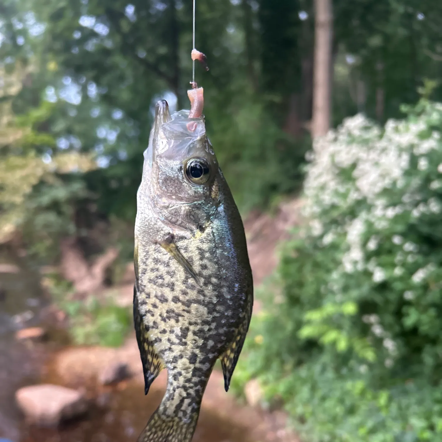 Fish caught on Fishbrain