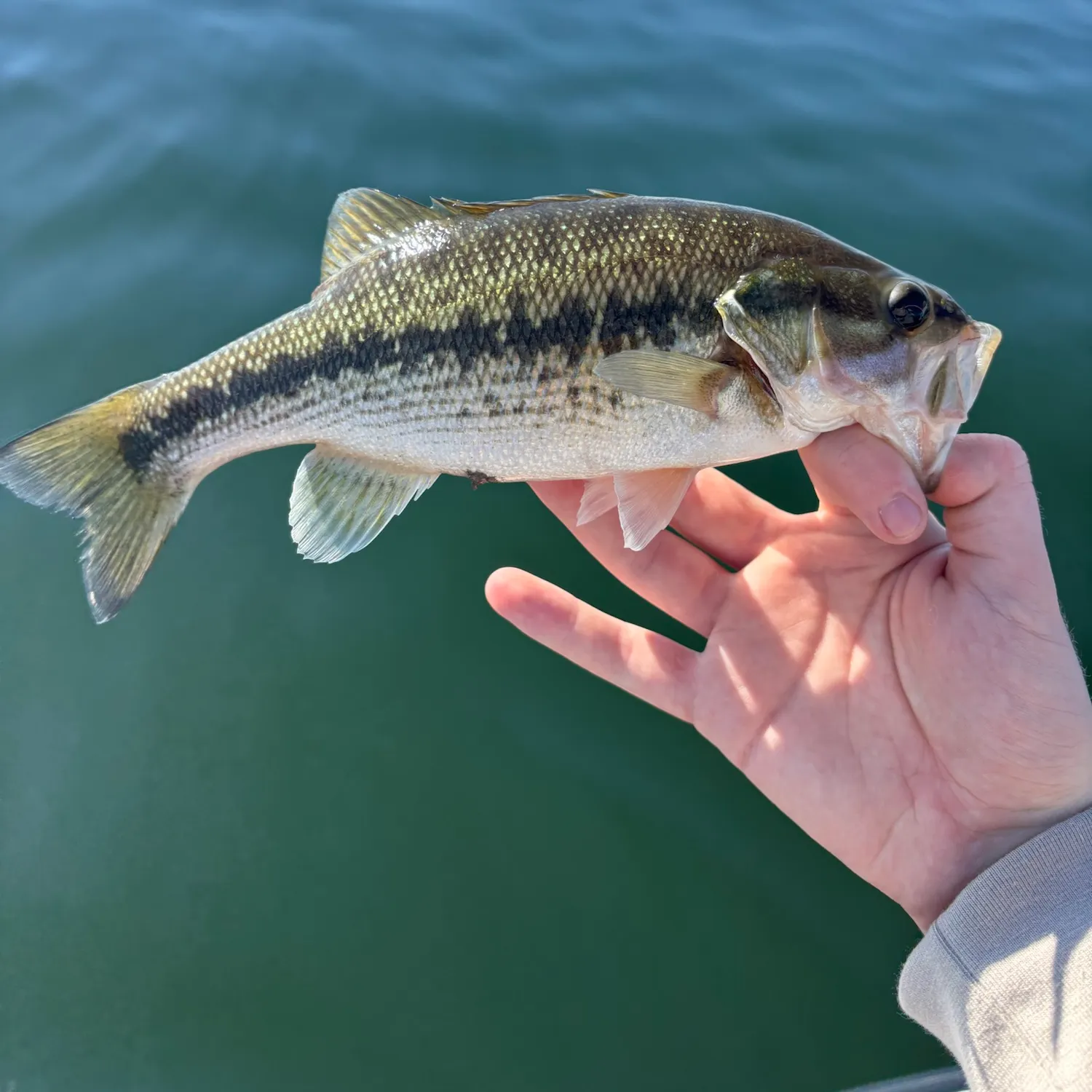 Spotted bass caught on Fishbrain