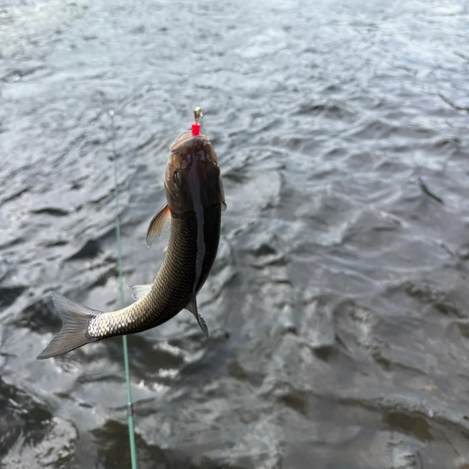 Fallfish caught on Fishbrain