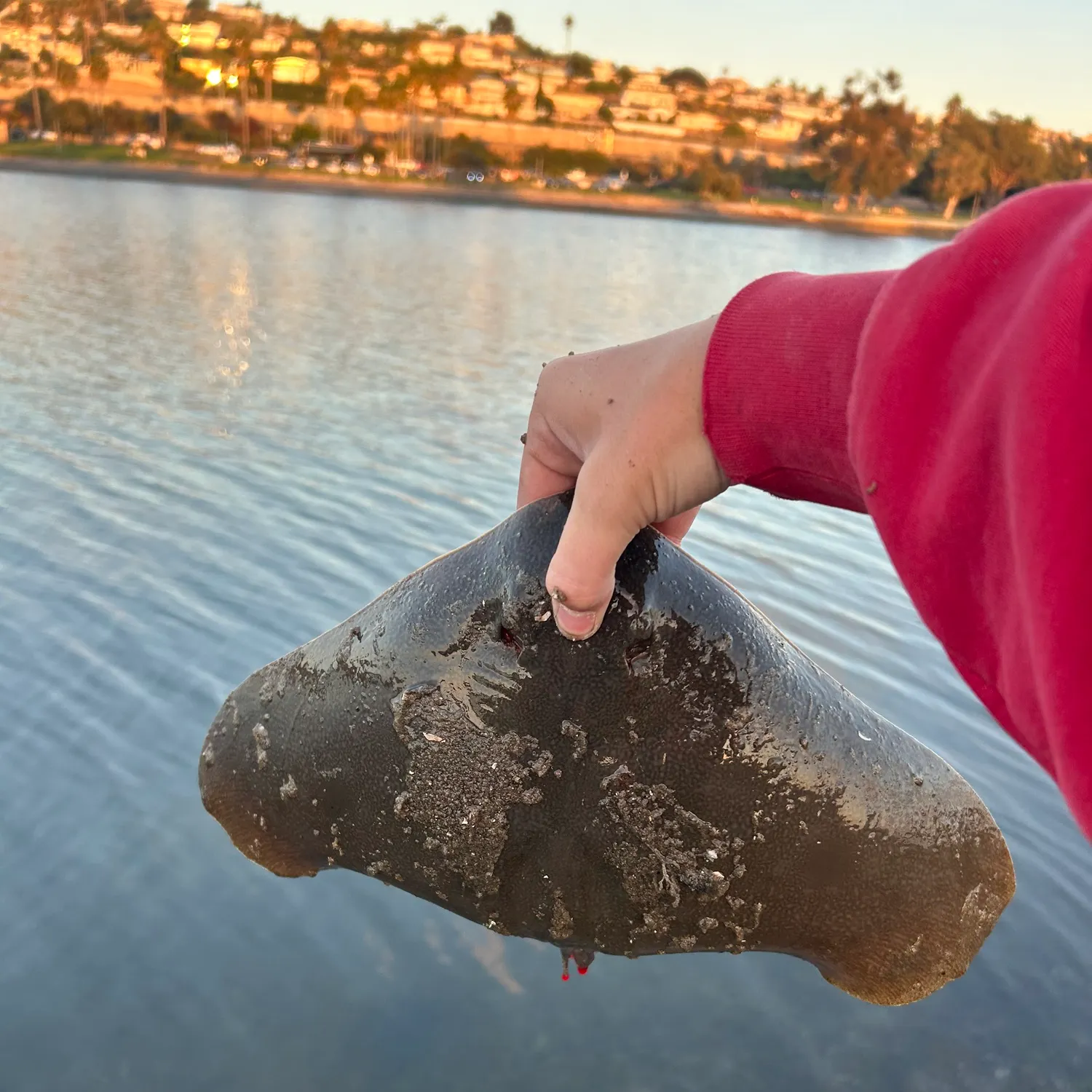 The most recent Spiny butterfly ray catches on Fishbrain