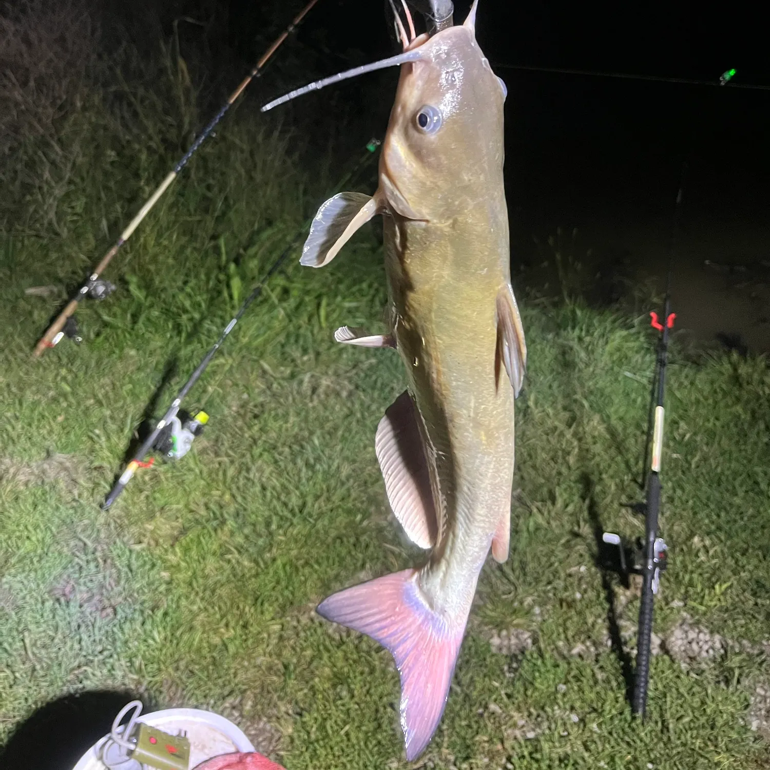 Channel catfish caught on Fishbrain