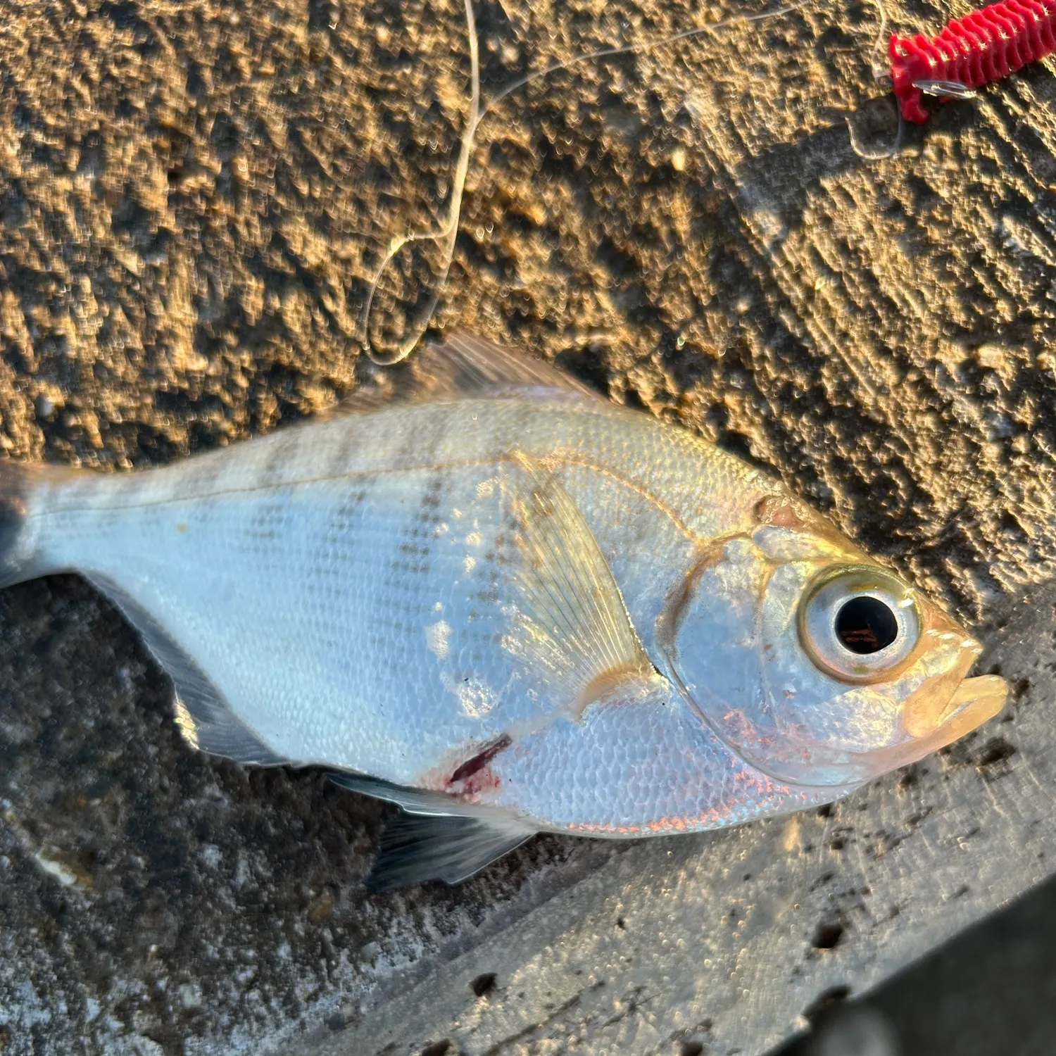 The most recent Walleye surfperch catches on Fishbrain