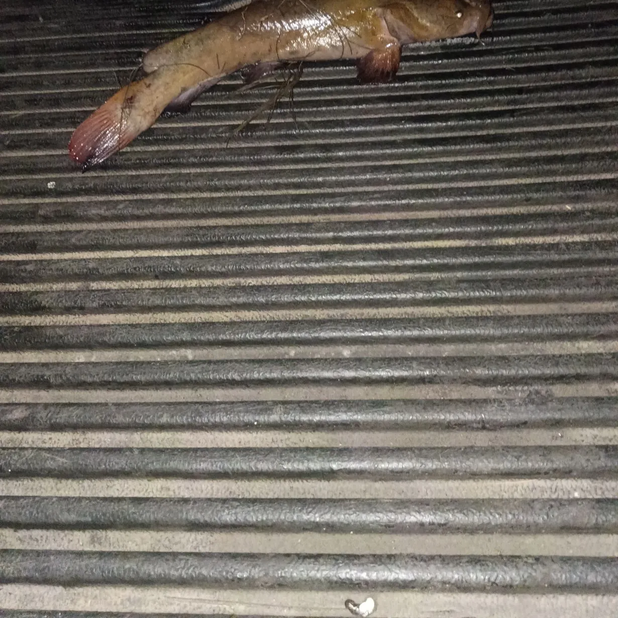 Flathead catfish caught on Fishbrain