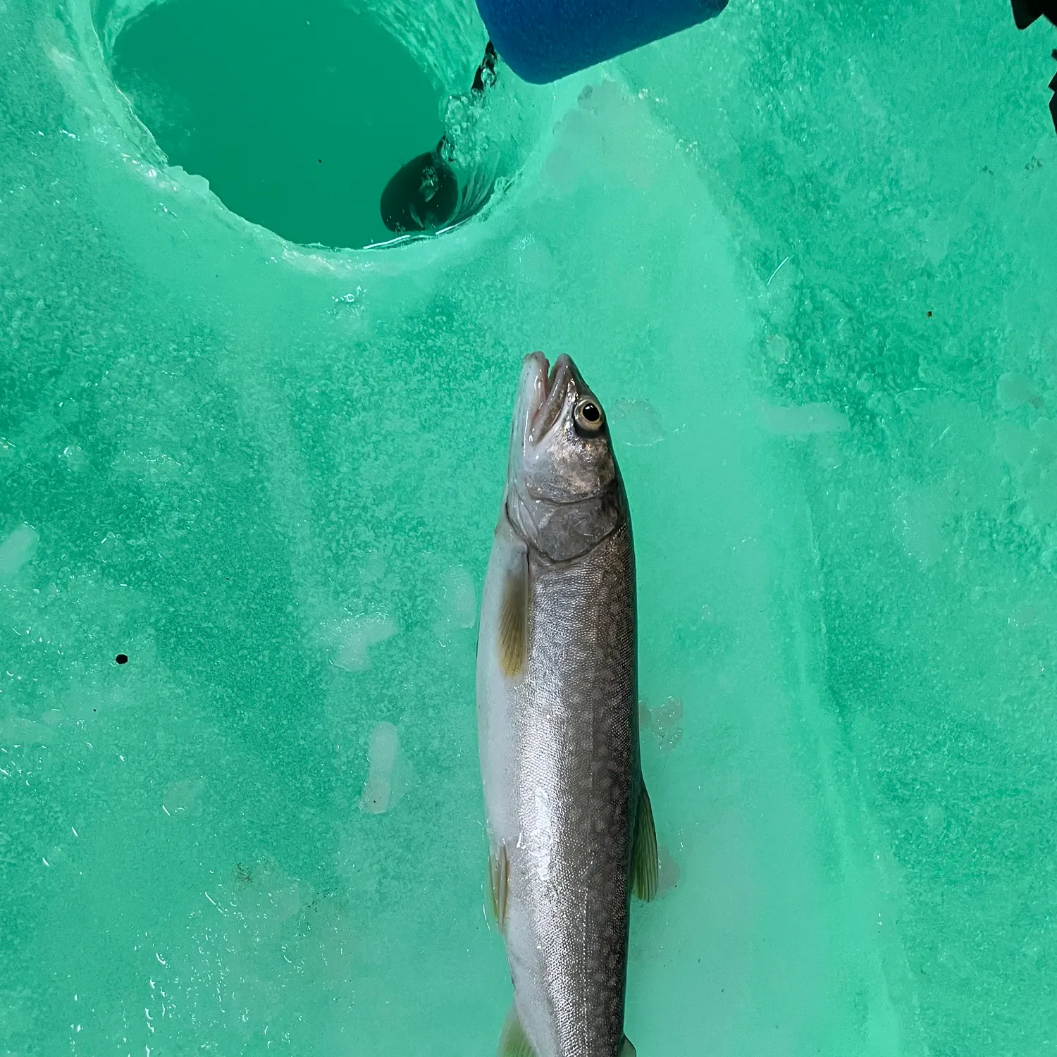 The most recent Lake char catches on Fishbrain