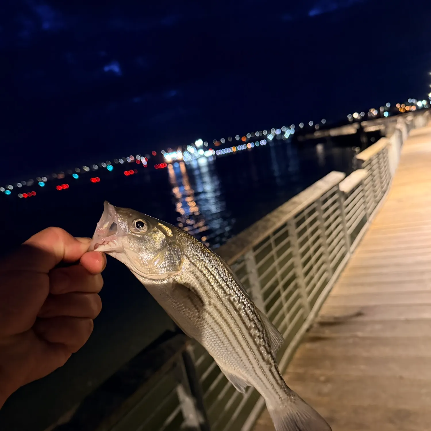 The most recent Striped bass catches on Fishbrain