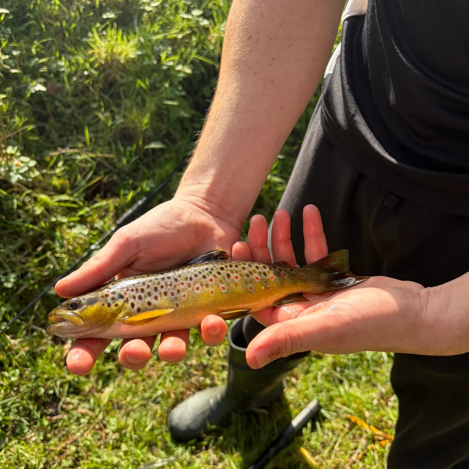 Brown trout caught on Fishbrain