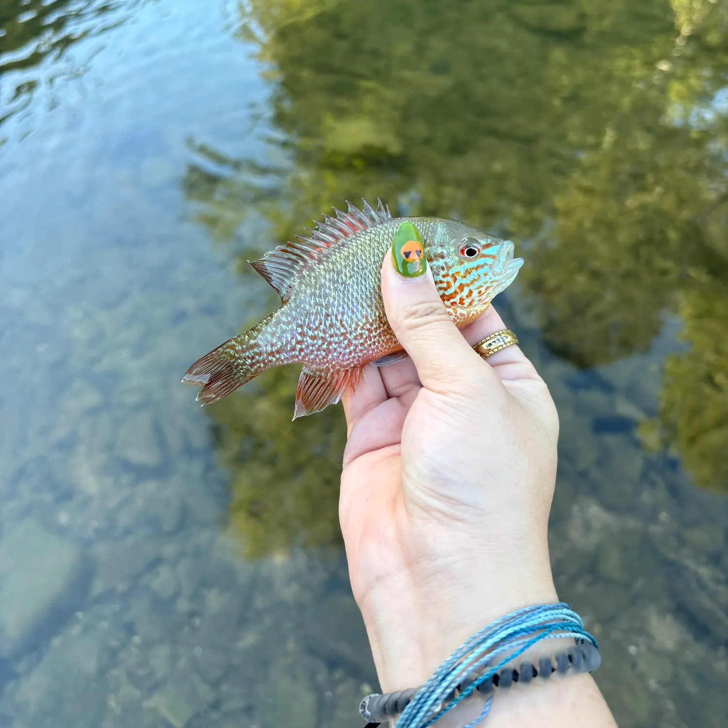 Longear sunfish caught on Fishbrain