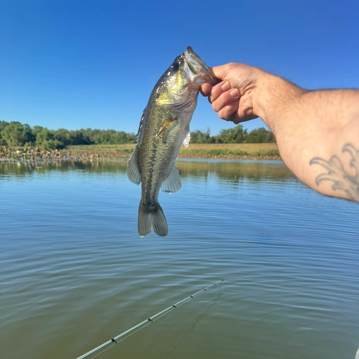 Largemouth bass caught on Fishbrain