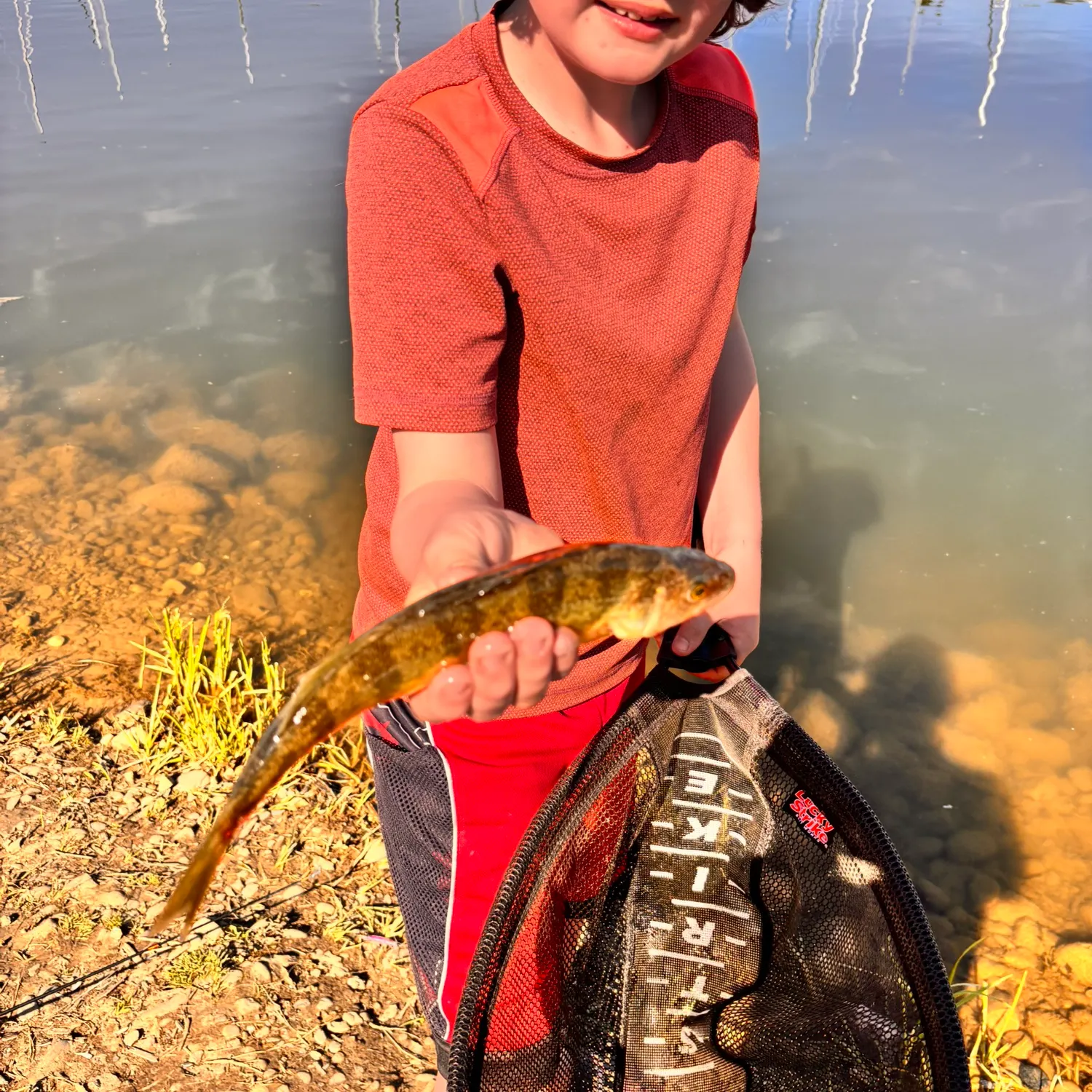 Yellow perch caught on Fishbrain