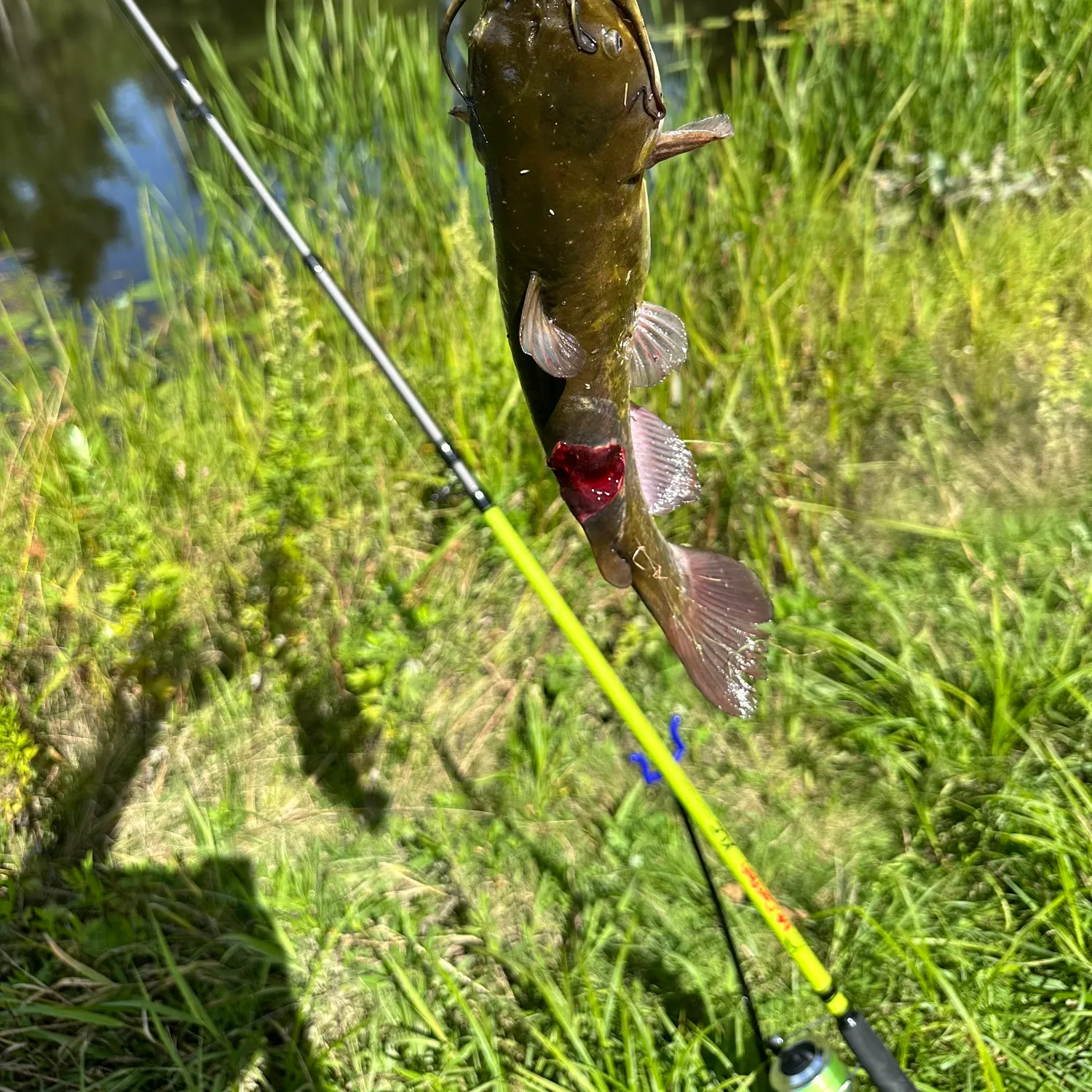 Black bullhead caught on Fishbrain