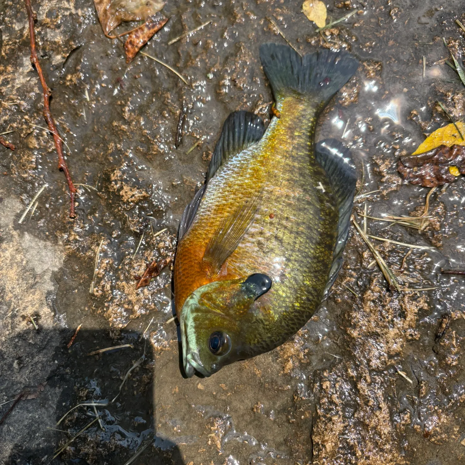 Bluegill caught on Fishbrain