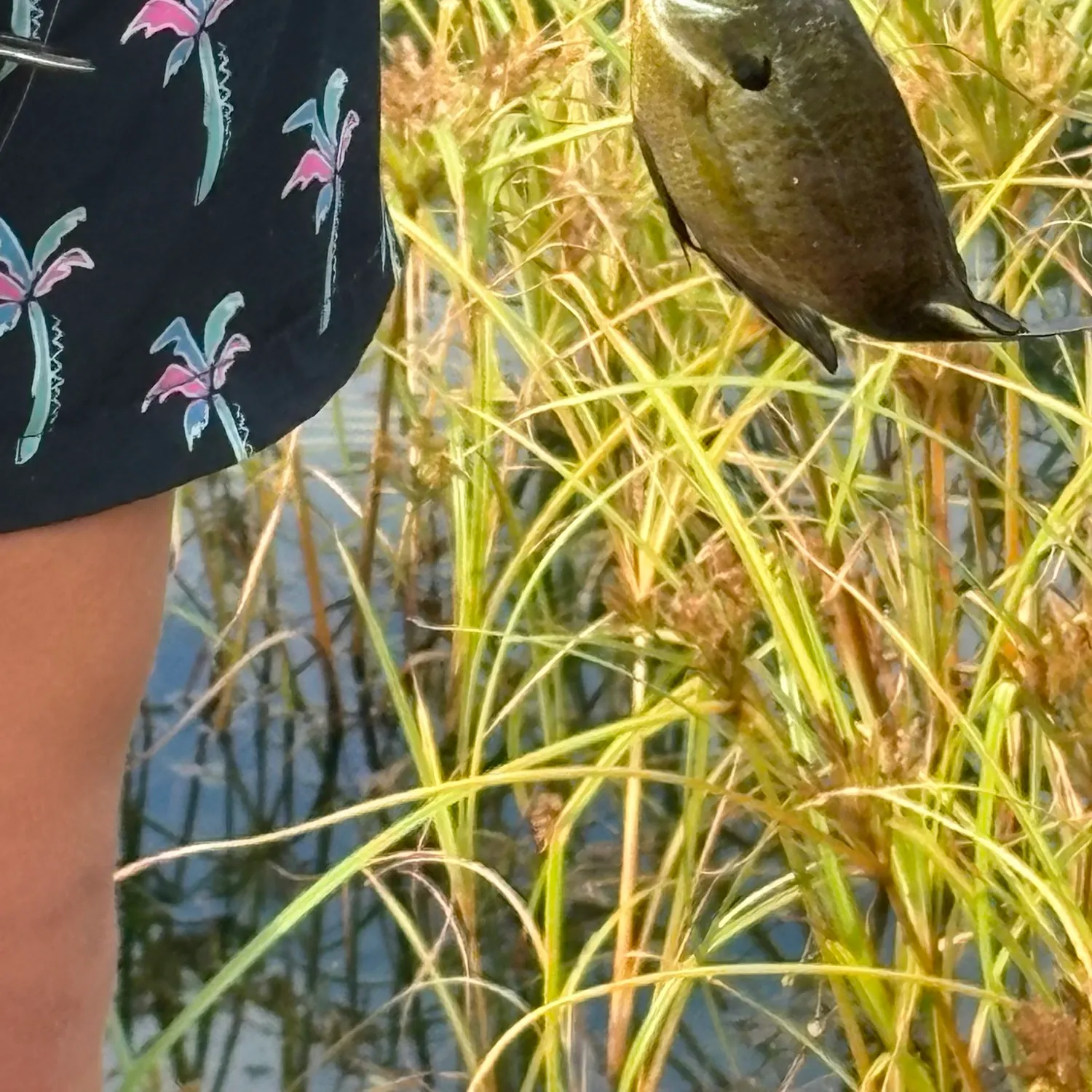 Fish caught on Fishbrain