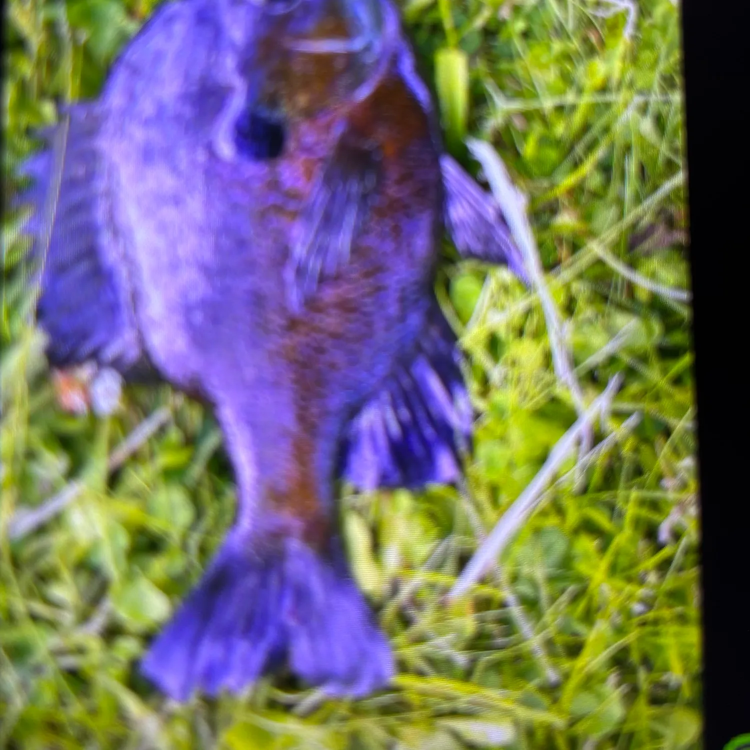 Coppernose bluegill caught on Fishbrain