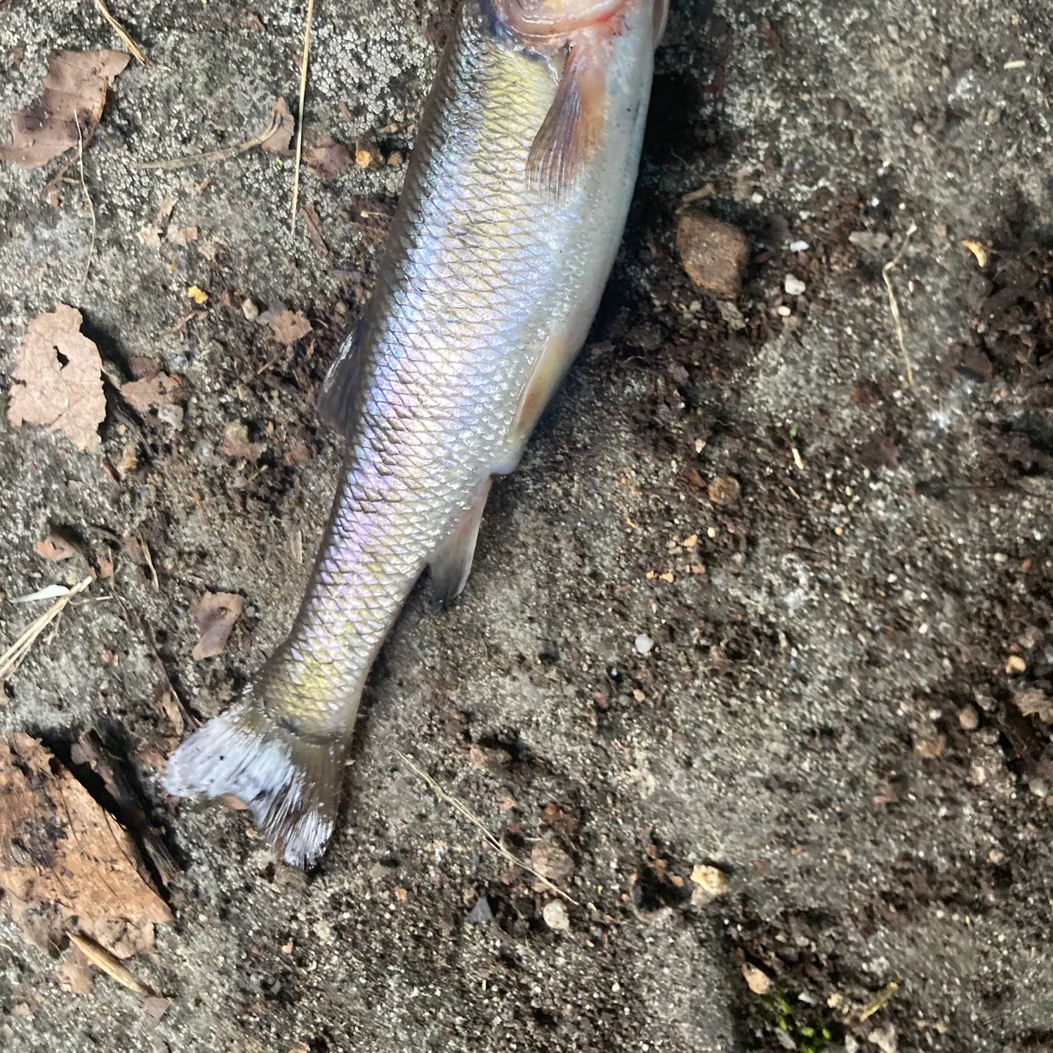 The most recent Hornyhead chub catches on Fishbrain