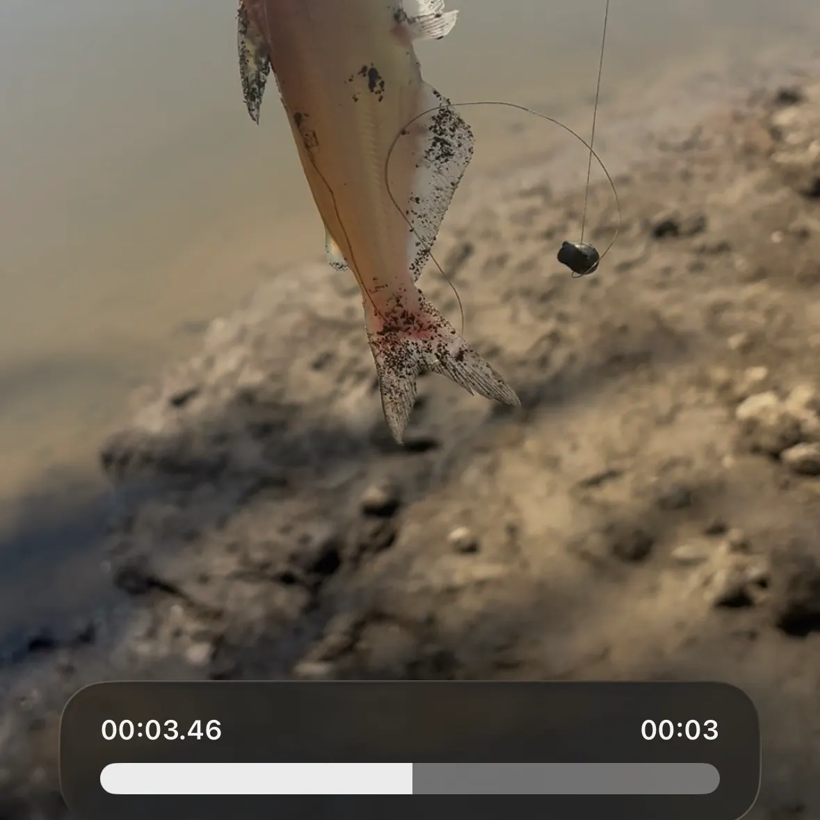 Blue catfish caught on Fishbrain