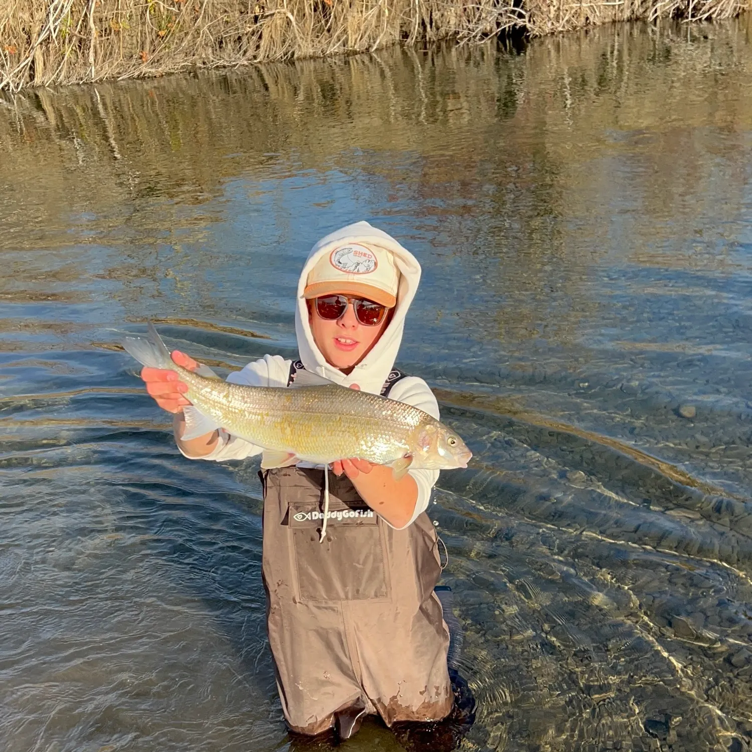 Mountain whitefish caught on Fishbrain