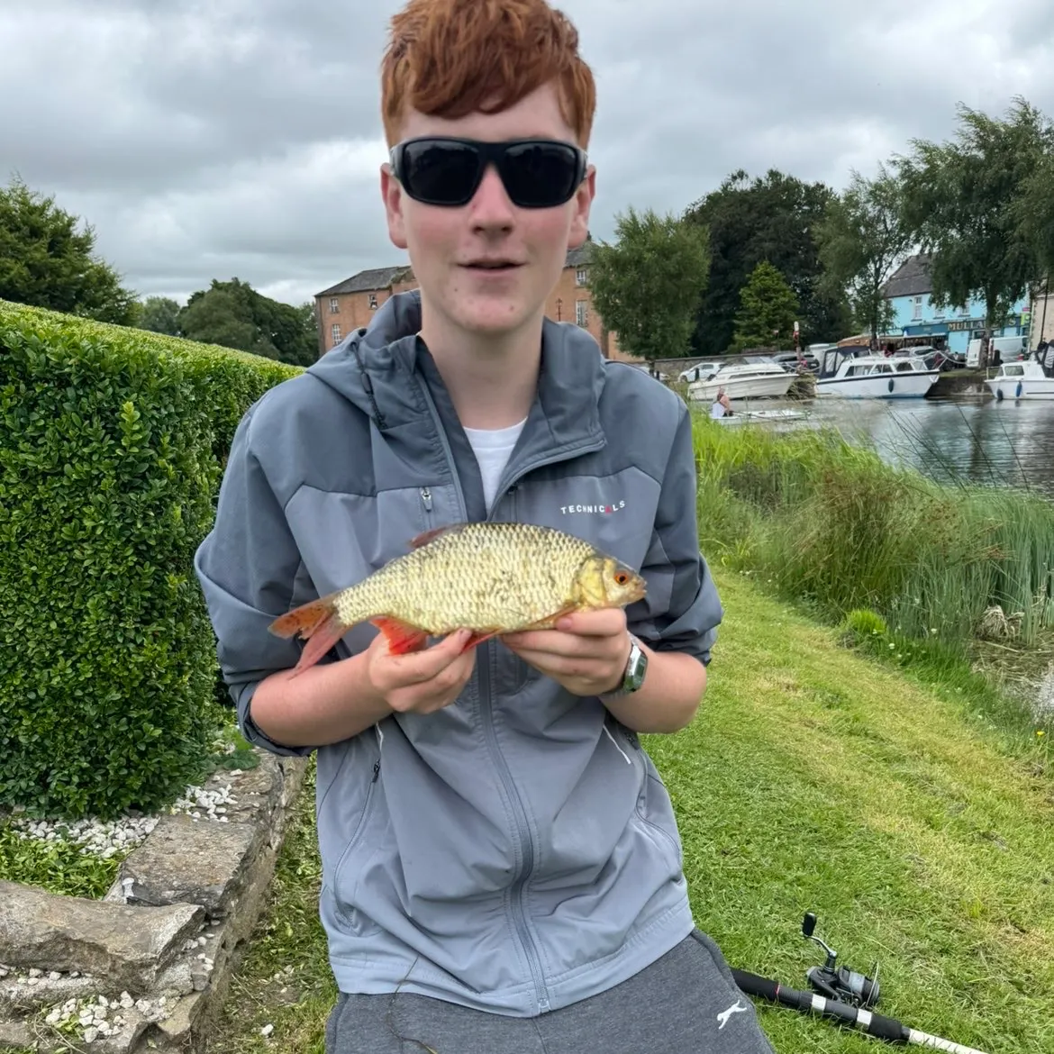 The most recent Common rudd catches on Fishbrain