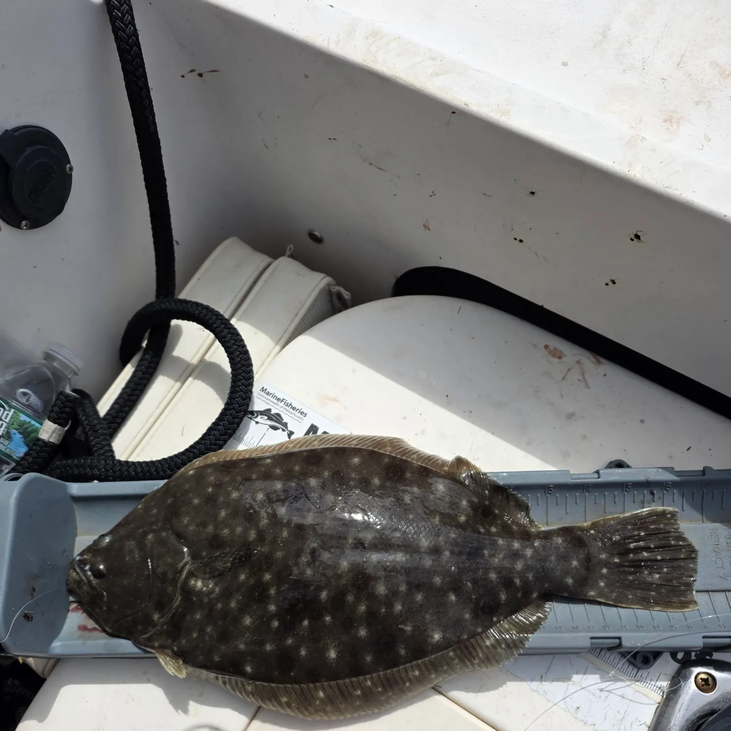 Summer flounder caught on Fishbrain
