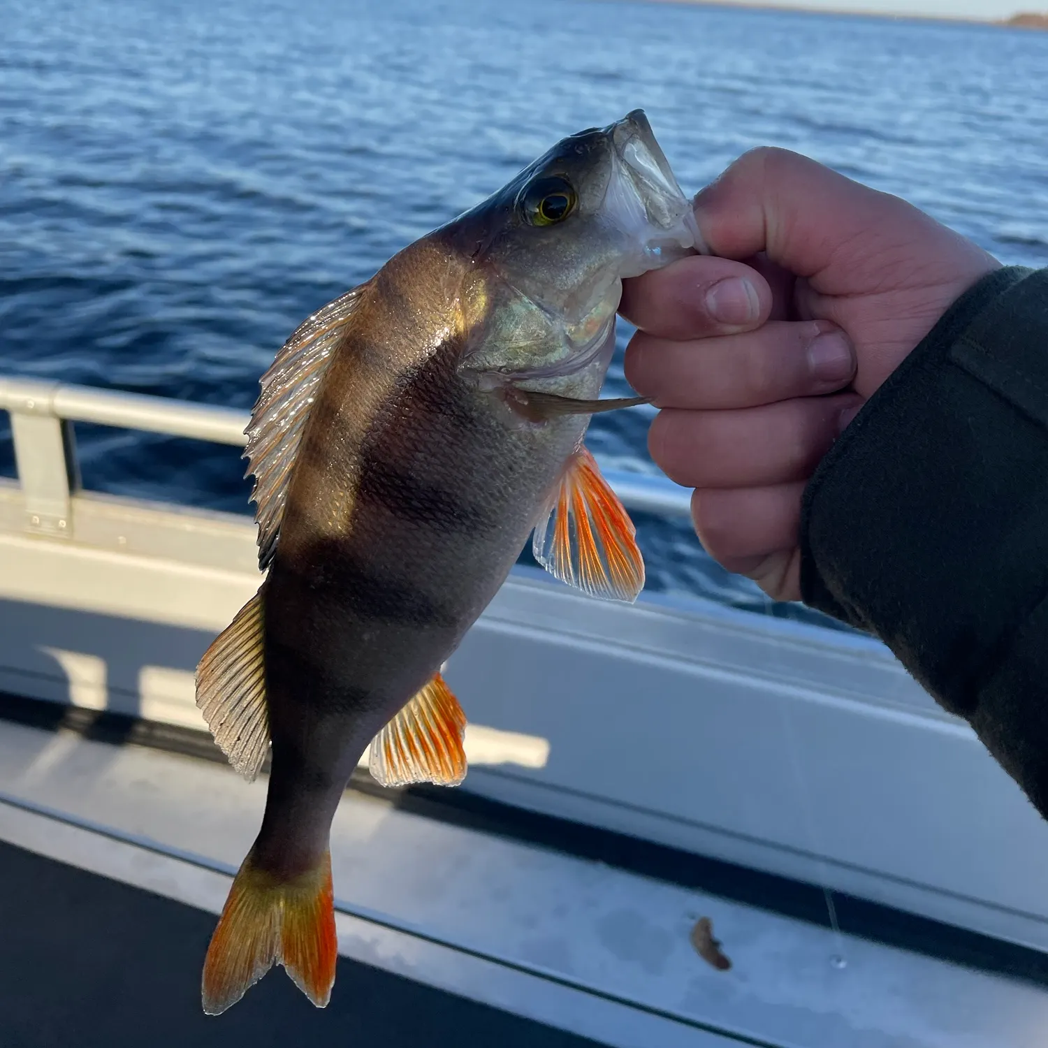 European perch caught on Fishbrain
