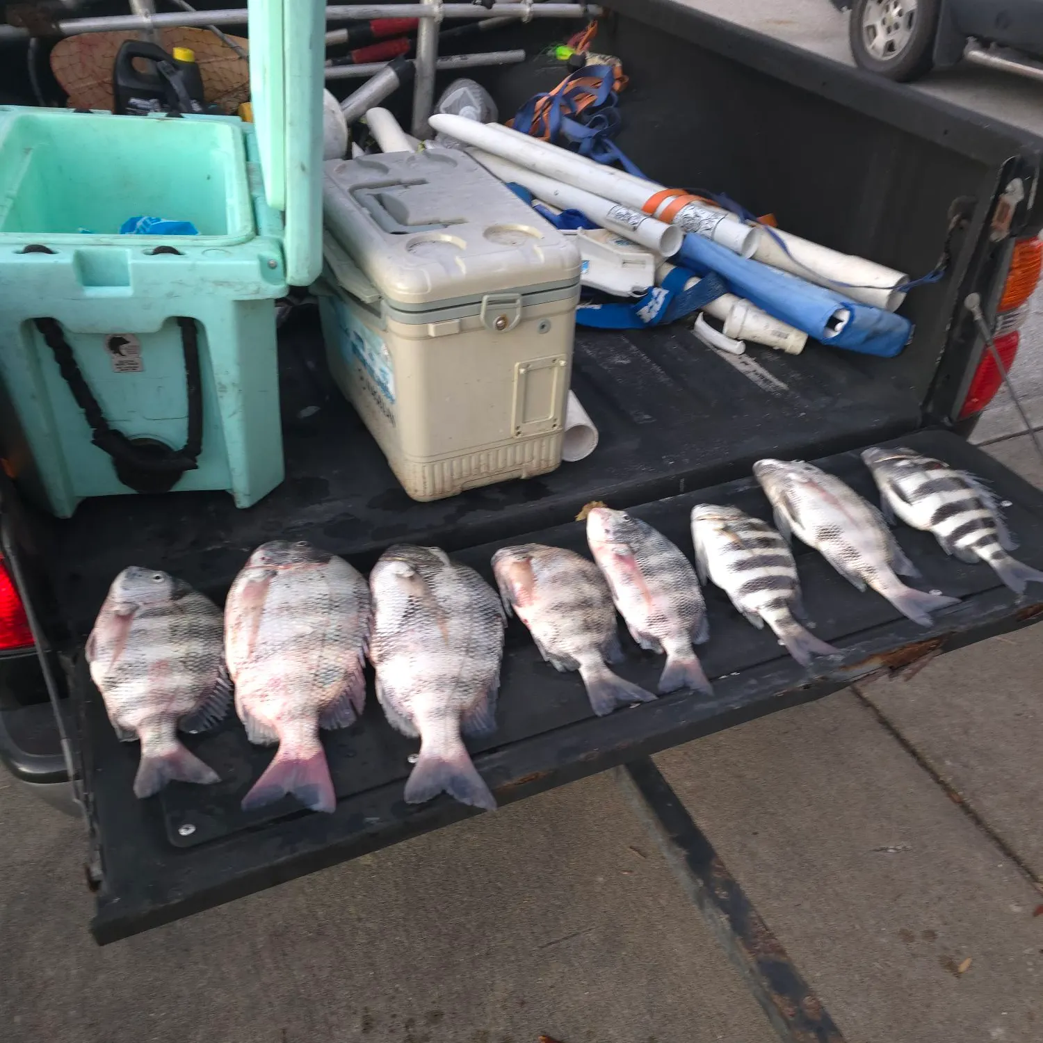 The most recent Sheepshead porgy catches on Fishbrain