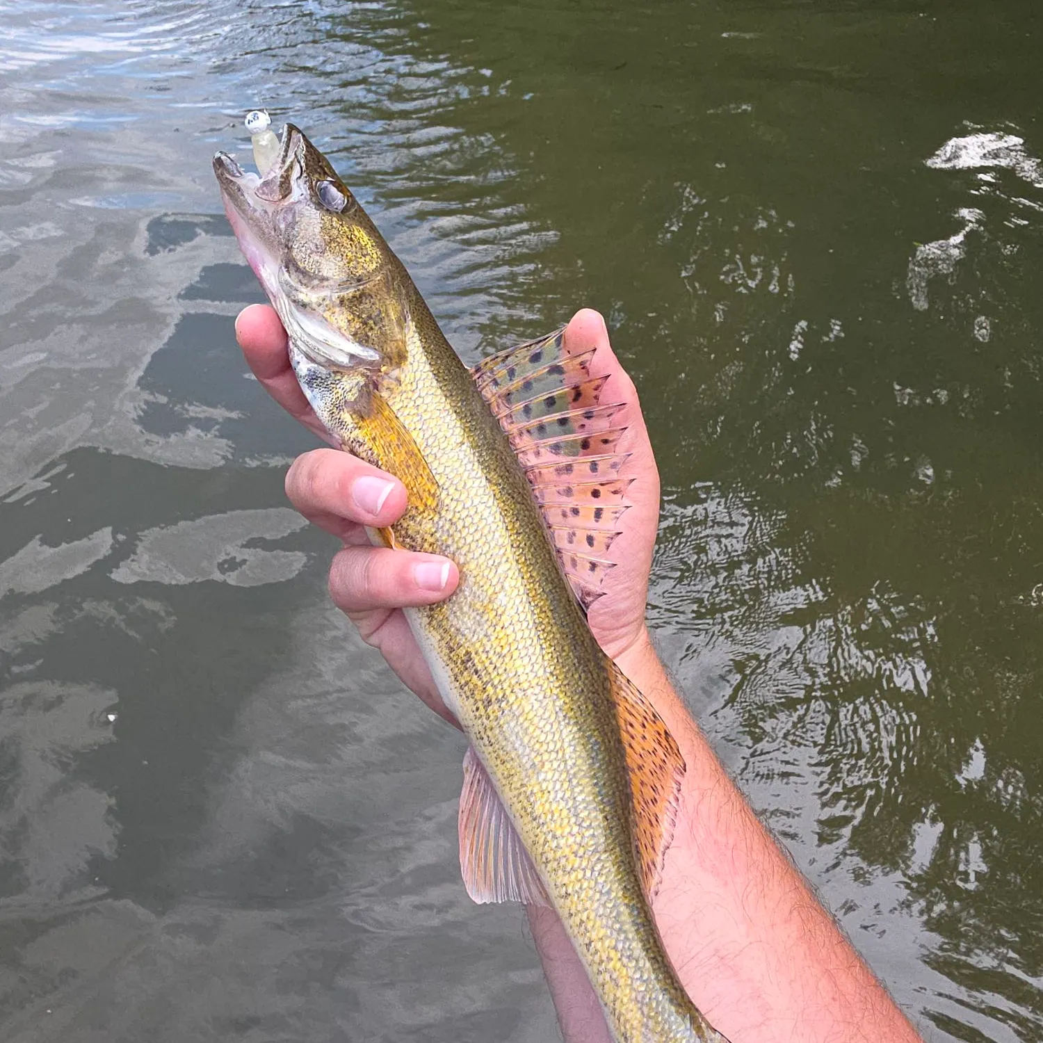 The most recent Sauger catches on Fishbrain