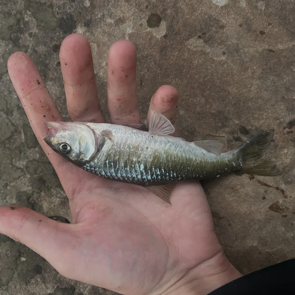 Common shiner caught on Fishbrain