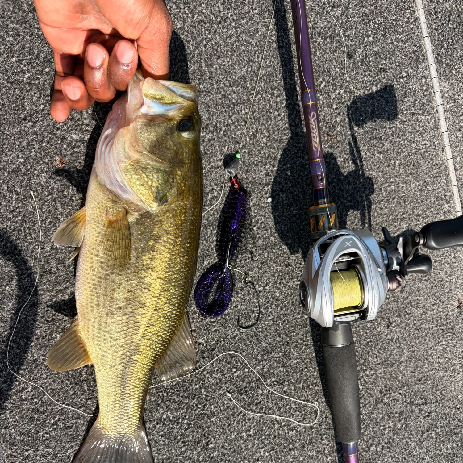 Largemouth bass caught on Fishbrain