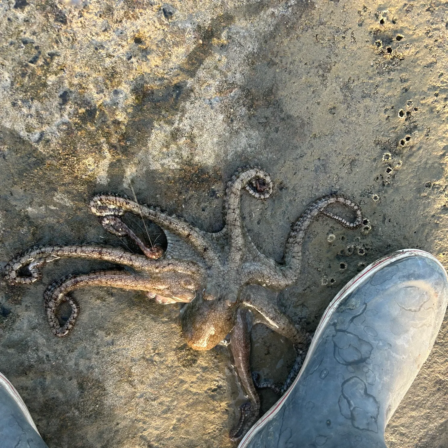 The most recent Common octopus catches on Fishbrain