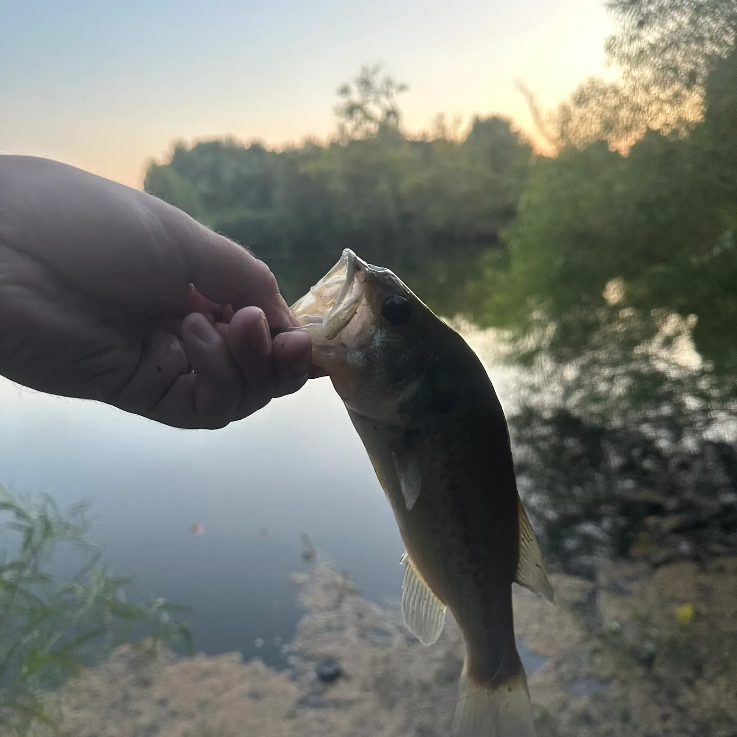 Largemouth bass caught on Fishbrain