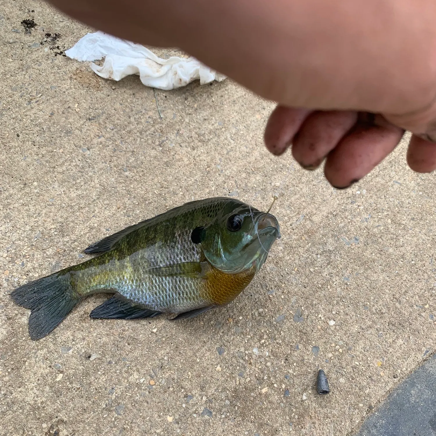 catch