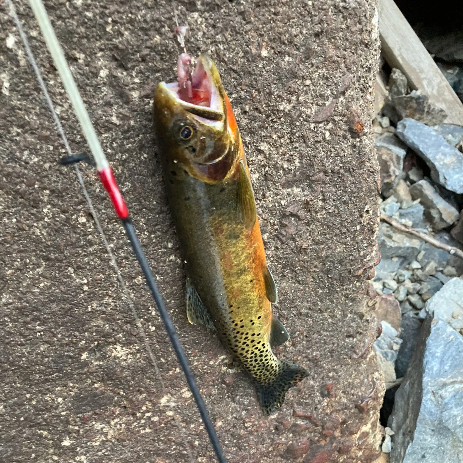 recently logged catches