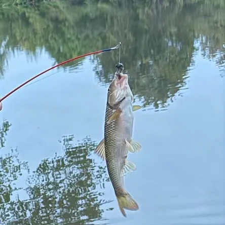 Creek chub caught on Fishbrain