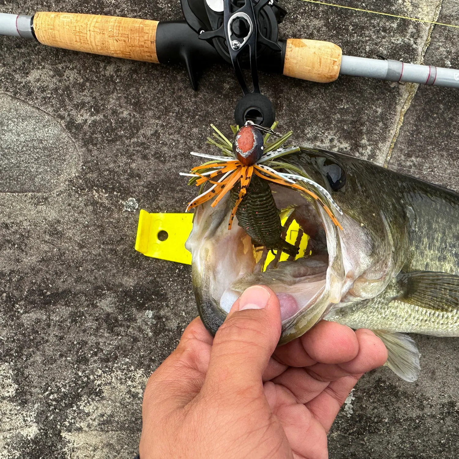 Largemouth bass caught on Fishbrain