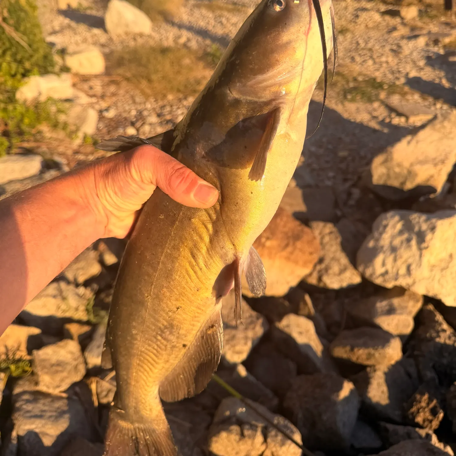 Yellow bullhead caught on Fishbrain