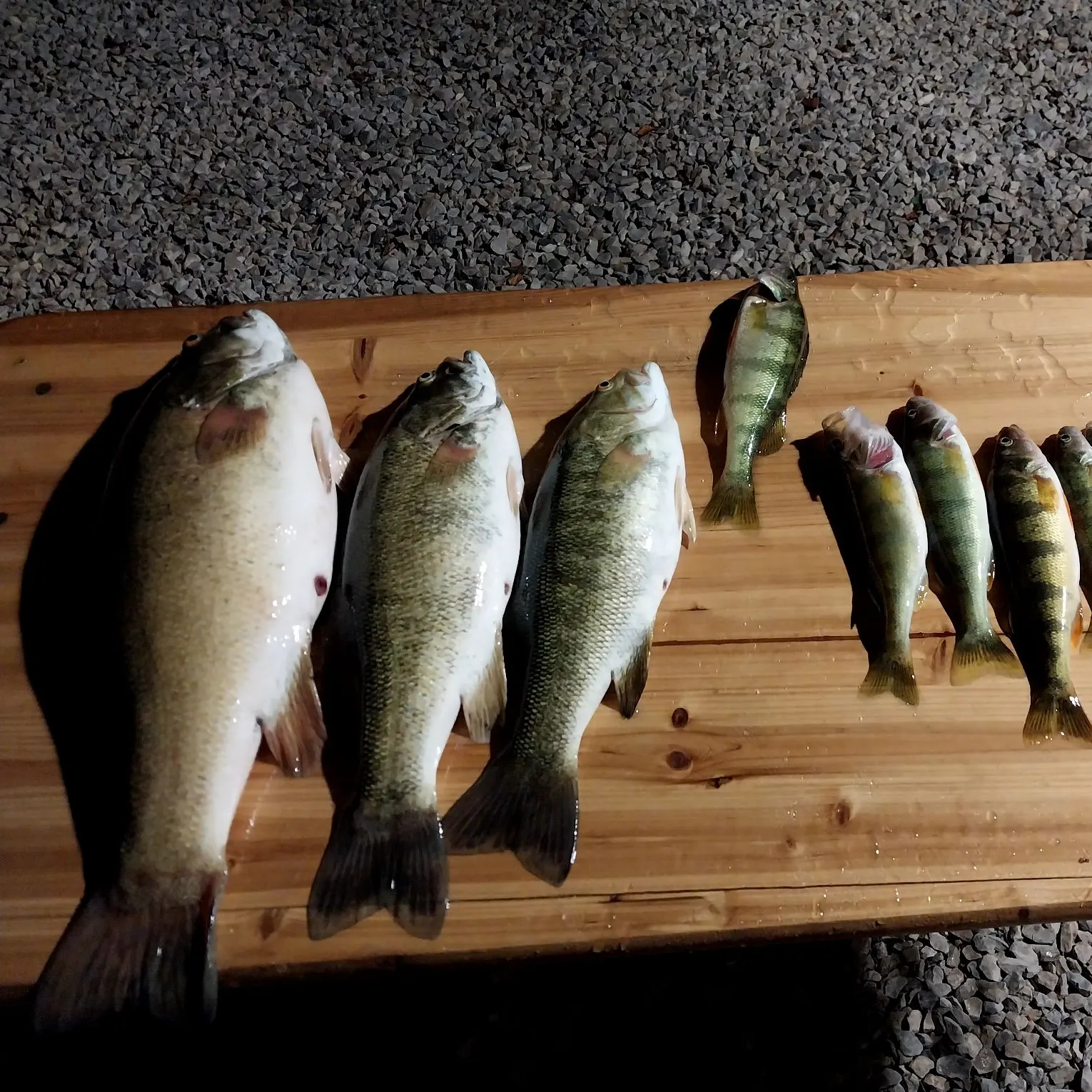 recently logged catches