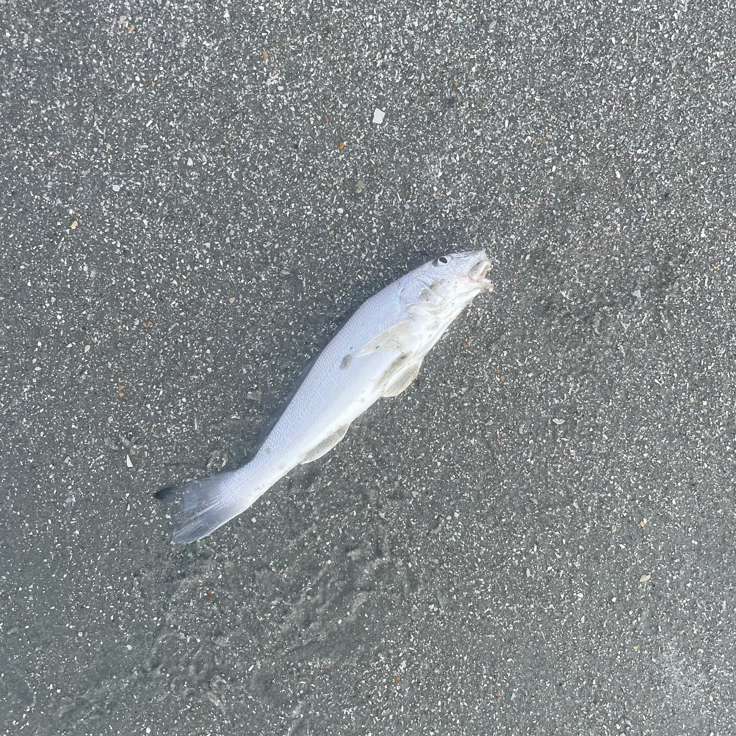 Gulf kingcroaker caught on Fishbrain