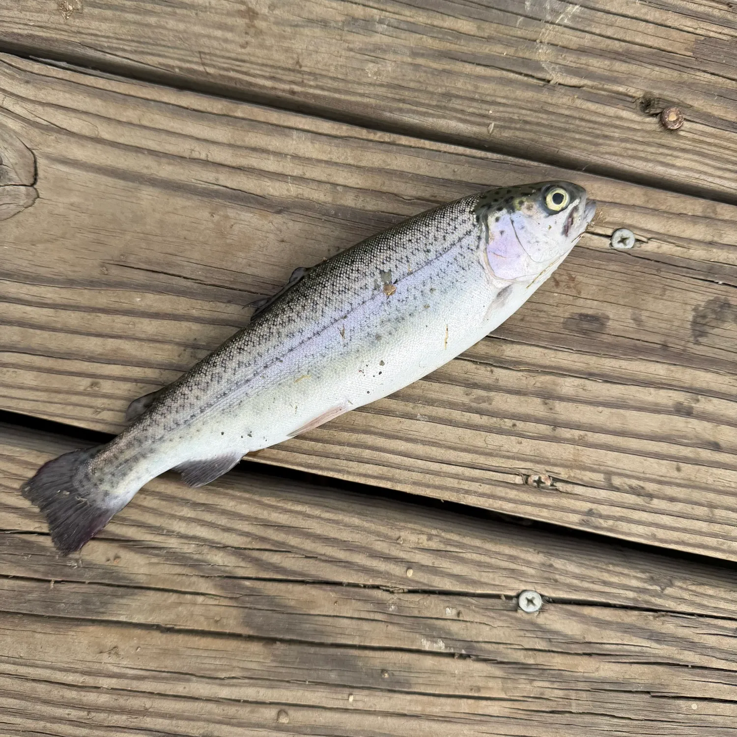 The most recent Rainbow trout catches on Fishbrain