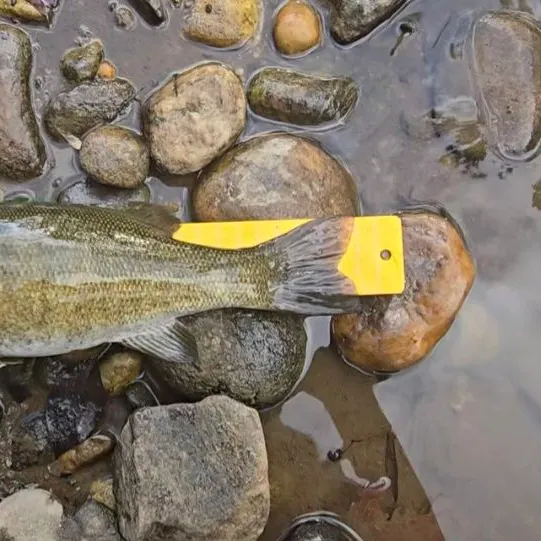 Smallmouth bass caught on Fishbrain