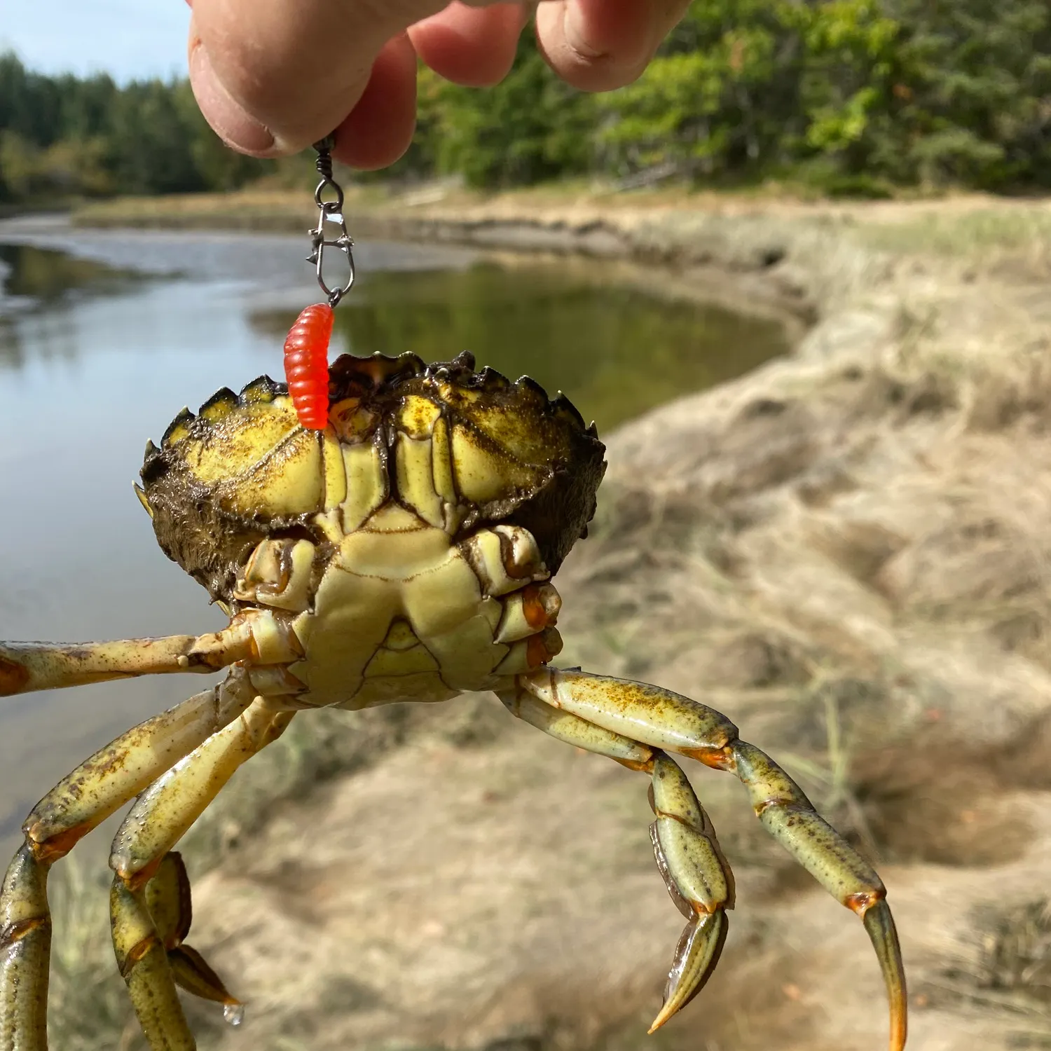Green crab caught on Fishbrain