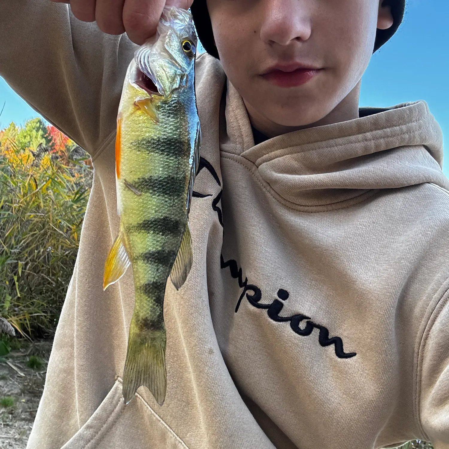 Yellow perch caught on Fishbrain