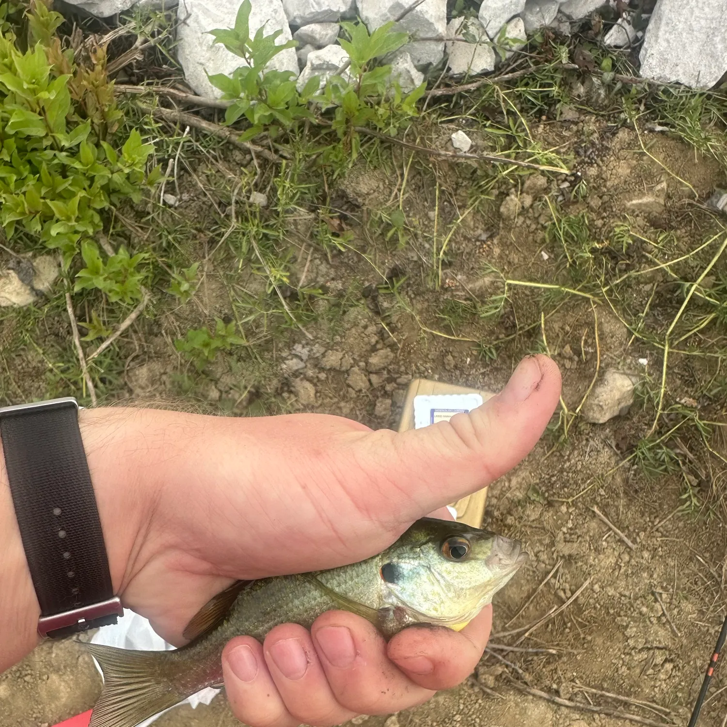 Bluegill caught on Fishbrain